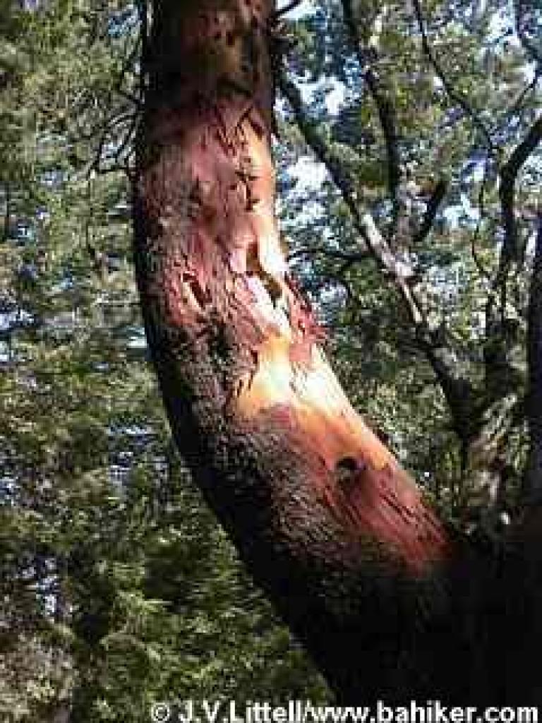 Madrone photo