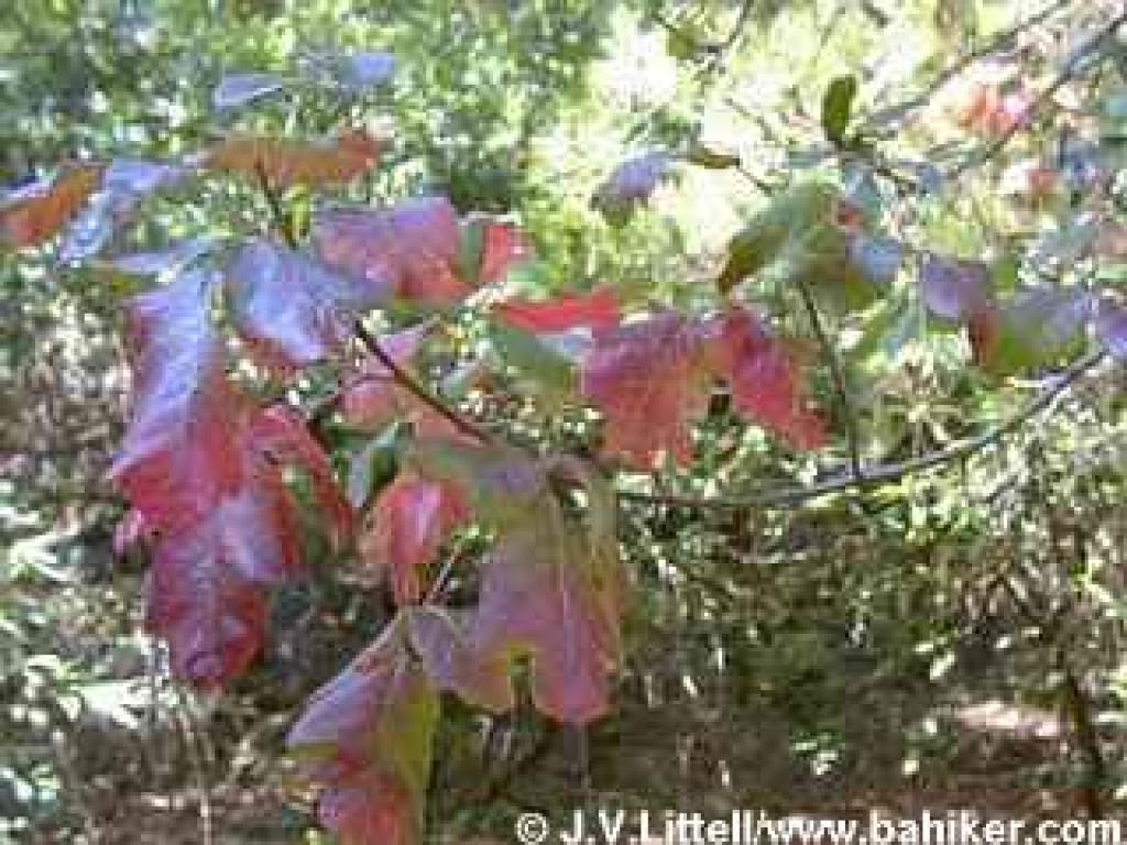 Poison oak