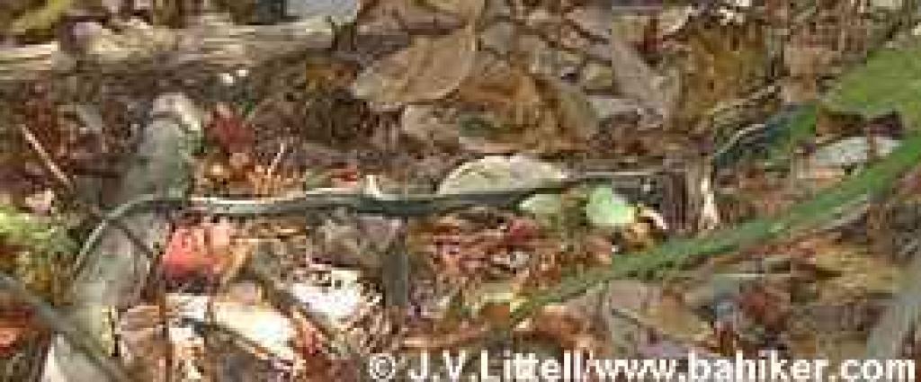 Garter snake