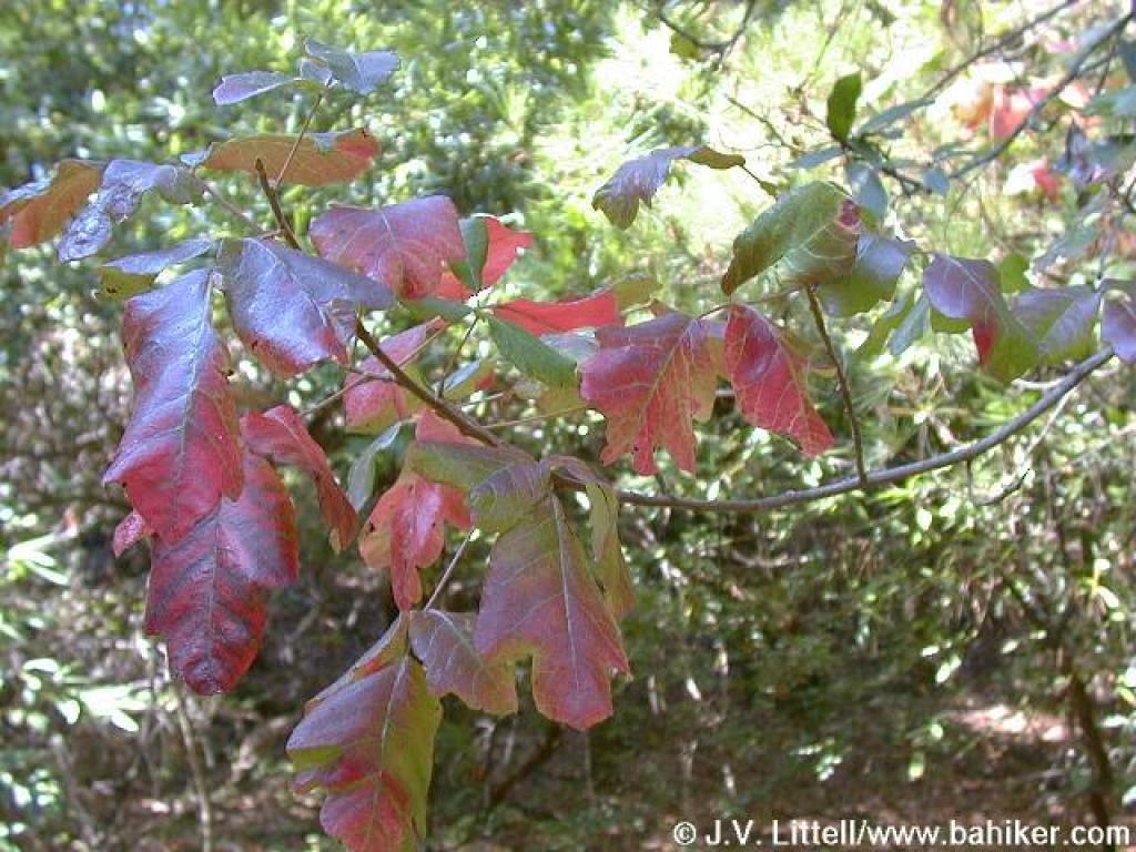 poison oak pictures of plant. Poison Oak (Toxicodendron