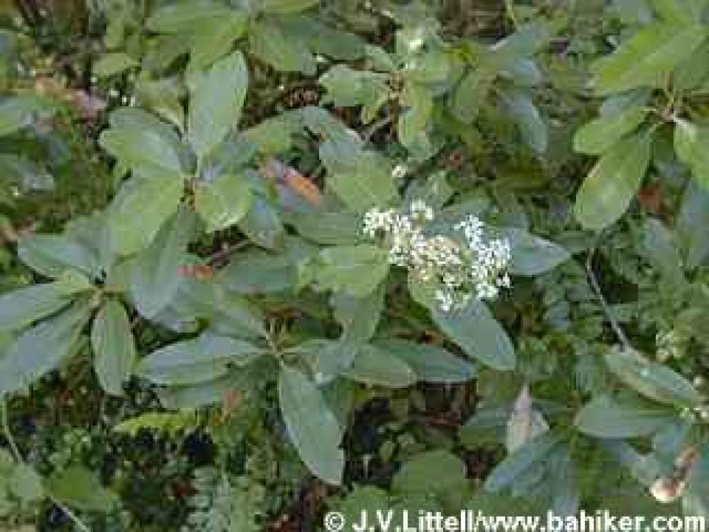 Toyon photo
