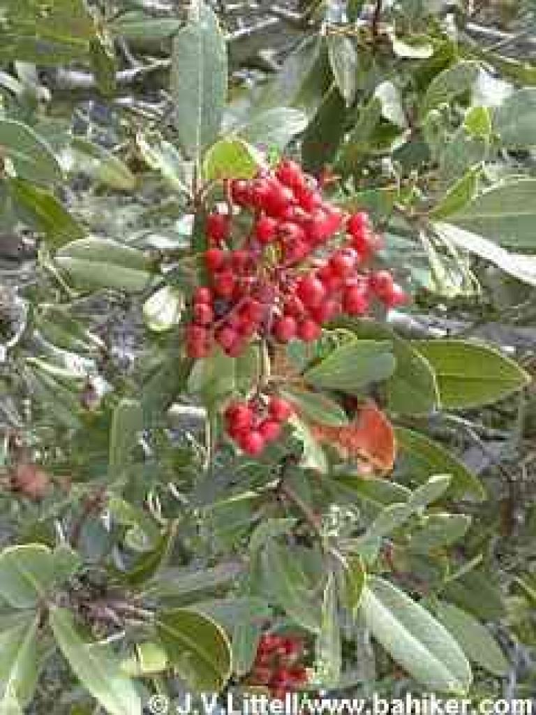 Toyon photo