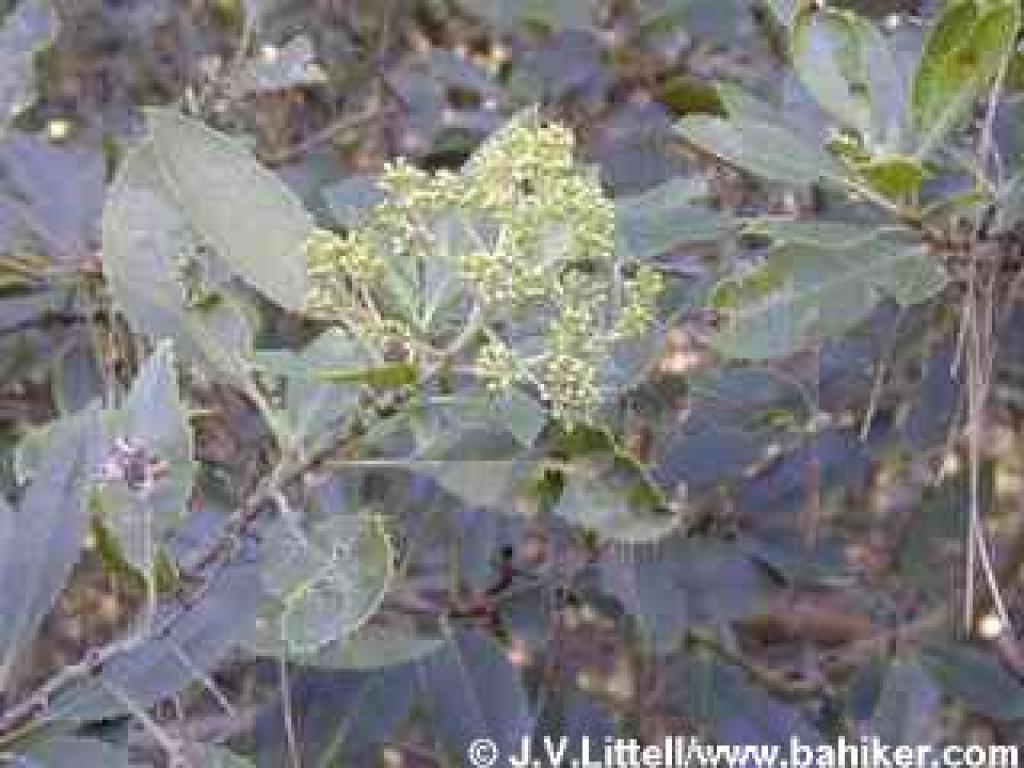 Toyon