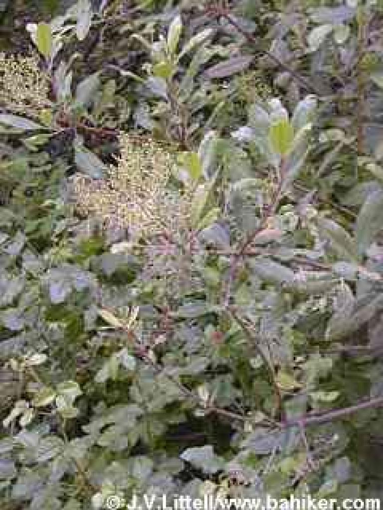 Toyon photo