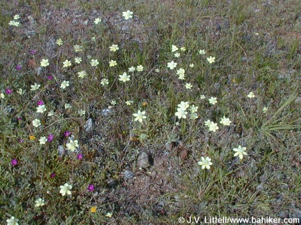 Download Bay Area Hiker Creamcups