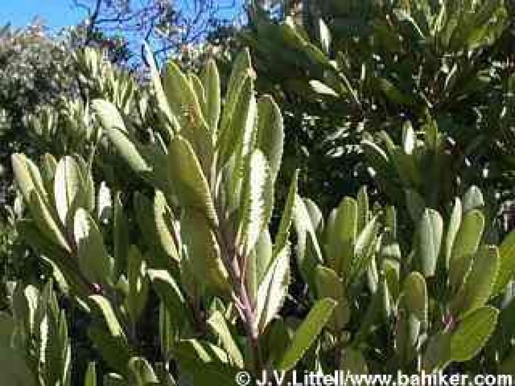 Toyon, leaf detail