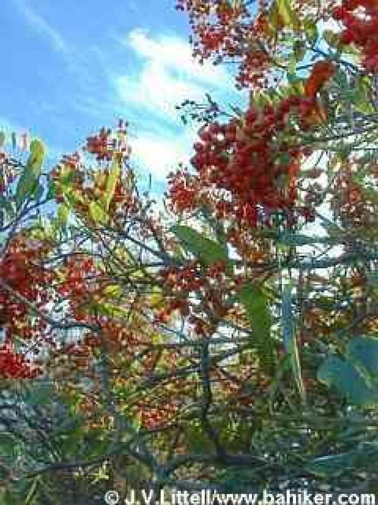Toyon photo