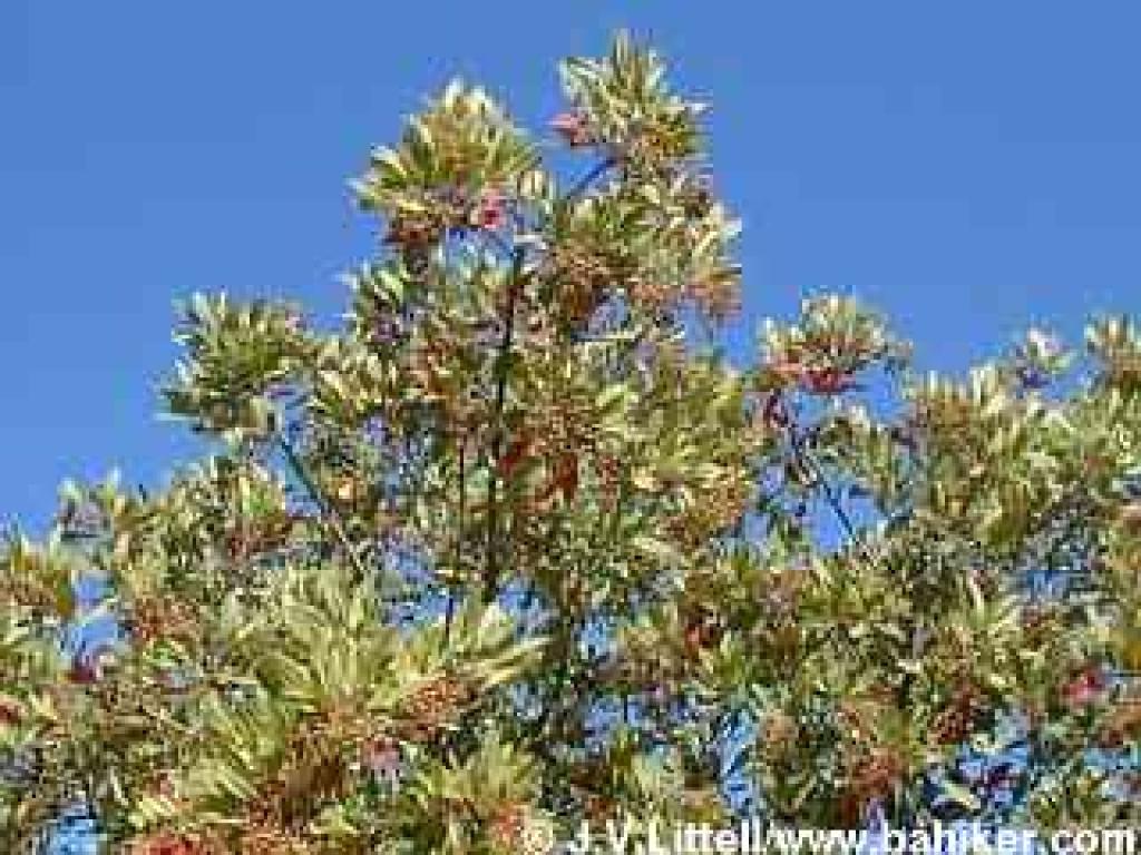 Toyon photo