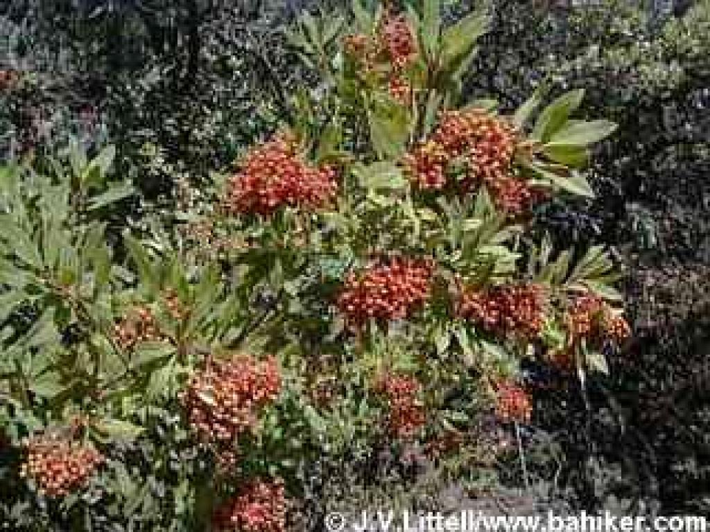 Toyon photo